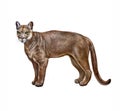 The cougar Puma concolor