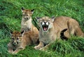 COUGAR puma concolor, FEMALE SNARLING, PROTECTING CUB