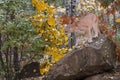 Cougar Puma concolor Looks Down Off Rock Autumn