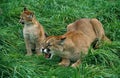 COUGAR puma concolor, MOTHER SNARLING WITH CUB