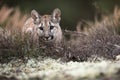 Young Cougar Puma concolor mountain lion hiding on the edge of the forest in the heather