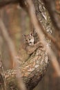 Young Cougar Puma concolor mountain lion hiding in a pine tree Royalty Free Stock Photo