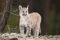 Young Cougar Puma concolor mountain lion nicely standing as a portrait in the wild forest Royalty Free Stock Photo