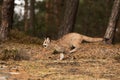 Young Cougar Puma concolor mountain lion running fast through the woods Royalty Free Stock Photo