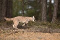 Young Cougar Puma concolor mountain lion preparing to jump Royalty Free Stock Photo