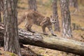 Young Cougar Puma concolor mountain lion walks along a fallen tree through a wilderness forest Royalty Free Stock Photo