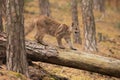 Young Cougar Puma concolor mountain lion walking on a fallen tree trunk Royalty Free Stock Photo