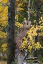 Cougar Puma concolor Paws at Branch Atop Log Autumn Royalty Free Stock Photo