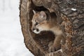 Cougar (Puma concolor) Pokes Head Out of End of Hollow Log Winter