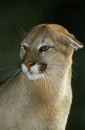 COUGAR puma concolor, PORTRAIT OF ADULT IN THREAT POSTURE