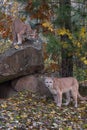 Cougar Puma concolor On Rock Den Preps to Pounce on Second Below Autumn