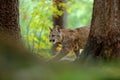 Cougar, Puma concolor, in the rock nature forest habitat, between two trees, hidden portrait danger animal with stone, USA