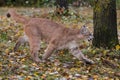 Cougar Puma concolor Runs Right Autumn