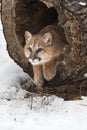 Cougar (Puma concolor) Sits in Log Paws Out Winter Royalty Free Stock Photo