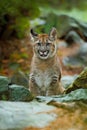 Cougar, Puma concolor, sitting in the rock nature habitat, portrait danger animal with stone,