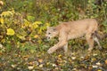 Cougar Puma concolor Stalks Left Autumn