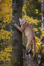 Cougar Puma concolor Stands With Front Paws on Tree Autumn Royalty Free Stock Photo