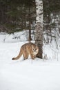 Cougar Puma concolor Stands Staring Out By Tree Winter Royalty Free Stock Photo