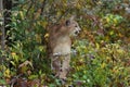 Cougar Puma concolor Stands Under Tree Branches Looking Right Autumn Royalty Free Stock Photo