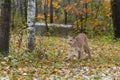 Cougar Puma concolor Walk Left in Lightly Falling Snow Autumn