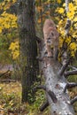 Cougar Puma concolor Walks Down Log Autumn