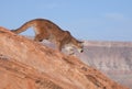 Cougar in red rock desert of Southern Utah Royalty Free Stock Photo