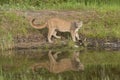 Cougar reflection in pond Royalty Free Stock Photo