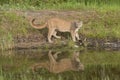 Cougar reflection in pond