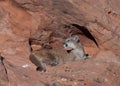 A cougar resting on red sandstone ledge in the morning sun while looking back over it`s shoulder.