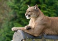 Cougar on a roof