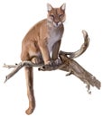 Cougar sits on a dry tree watercolor drawing