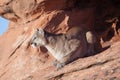 Cougar sitting on a sandstone ledge looking out into the morning sun Royalty Free Stock Photo