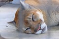 Cougar sleeping