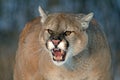 Cougar snarling, with bared teeth