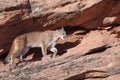 Cougar stalking along a ledge of red sandstone in Southern Utah Royalty Free Stock Photo