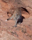 Cougar standing on red sandstone ledge looking out over the edge with one front paw extended.