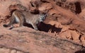 A cougar standing on a ridge of red sandstone in the desert of the American southwest