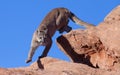 A cougar stepping down from one red sandstone ledge to another Royalty Free Stock Photo