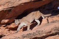 Cougar stepping down from a shadowed overhang into the morning light Royalty Free Stock Photo