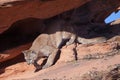 Cougar stepping into the morning sun