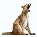 cougar stretching its legs with its tail raised, cute relaxed posture, white background, Generative AI