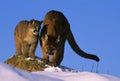 Cougar Teaching Her Cub How to Hunt Royalty Free Stock Photo