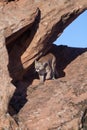 Cougar walking along sandstone ledge towards the camera in morning light Royalty Free Stock Photo