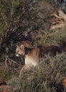 Cougar walking between desert bushes Royalty Free Stock Photo