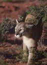 Cougar walking between desert bushes Royalty Free Stock Photo