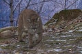 Cougar walking while looking towards the camera