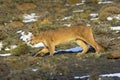 Cougar walking in mountain environment, Torres del Paine National Park,