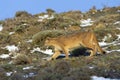Cougar walking in mountain environment, Torres del Paine National Park, Patagonia,