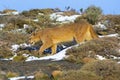 Cougar walking in mountain environment, Torres del Paine National Park,