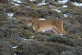 Cougar walking in mountain environment, Torres del Paine National Park